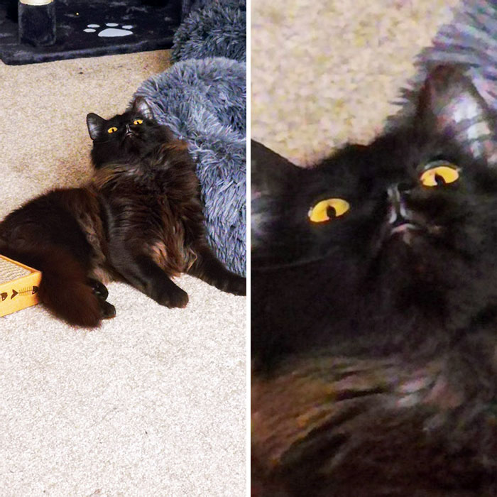 Peat Experienced Catnip For The Very First Time And Transformed Into The Stoner Meme Guy For 20 Minutes