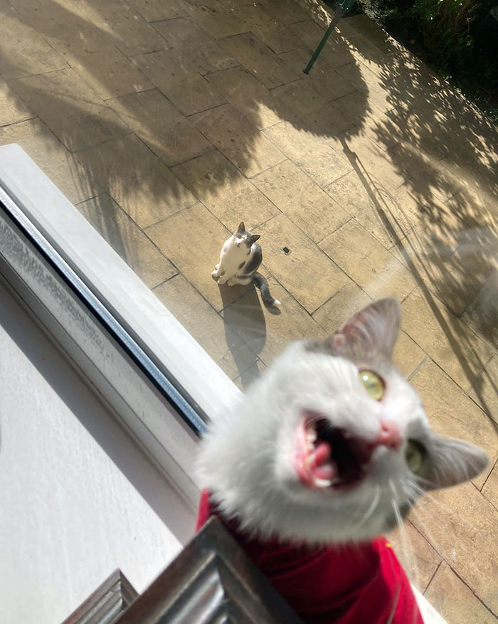 My Kitten Saw The Neighbor's Cat For The First Time
