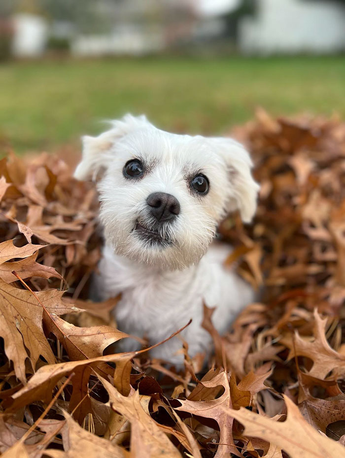 His First Leaf Pile