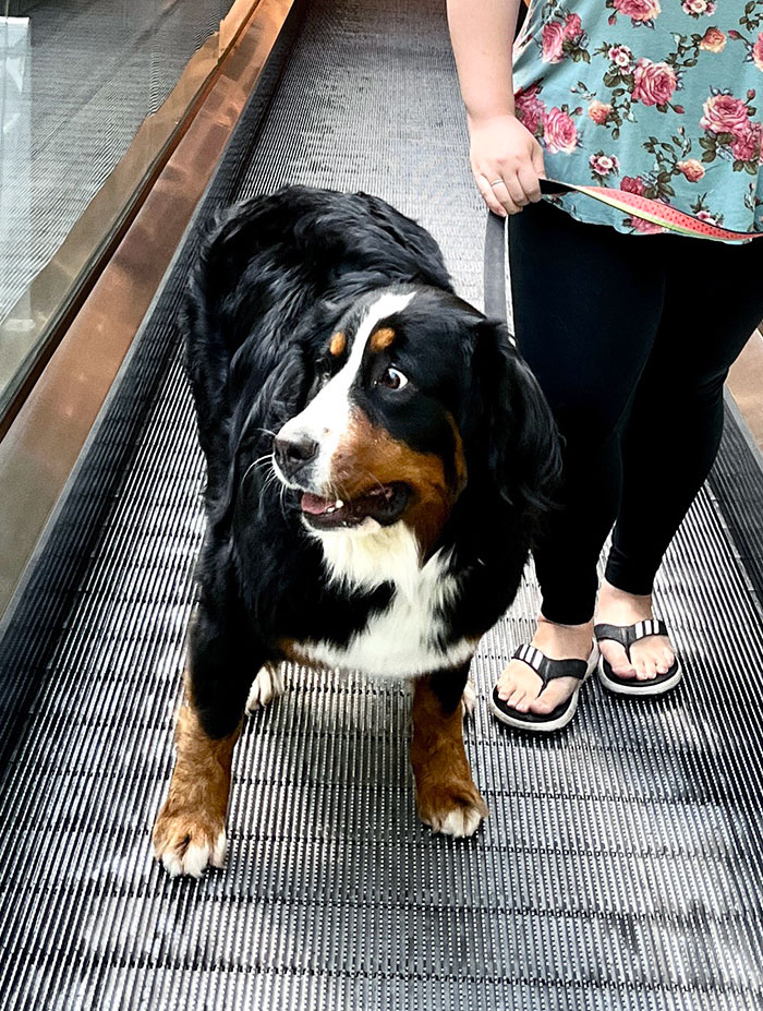 Bailey's First Time On A Moving Escalator