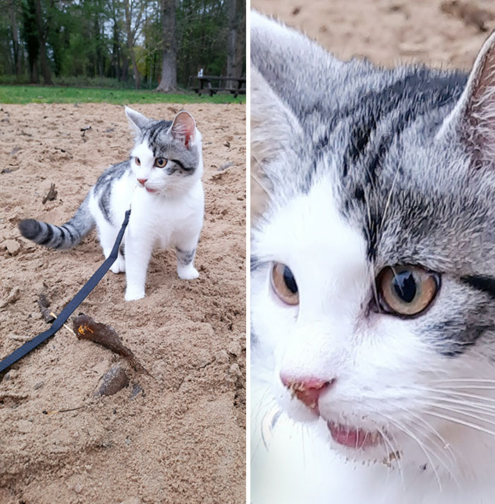 My Kitty's Reaction To Touching Sand For The First Time