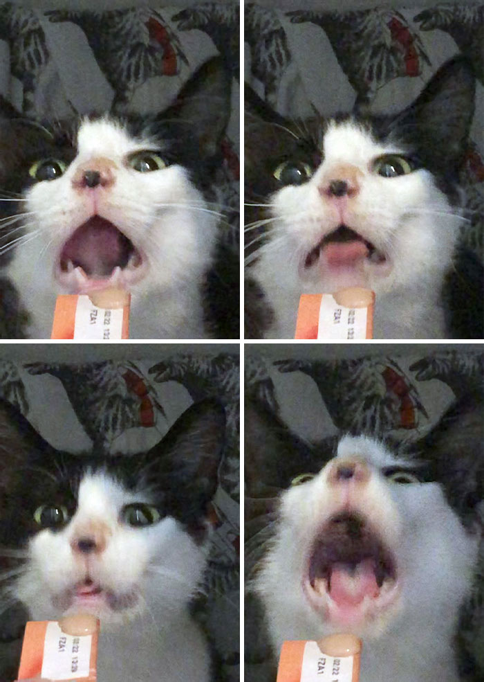 Giving My Cat A New Kind Of Treat For The First Time, And I Think She Liked It