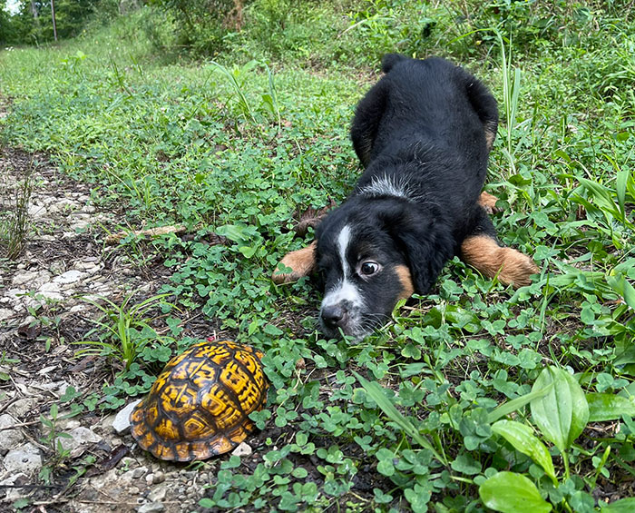 Puppy Met His First Box Turtle
