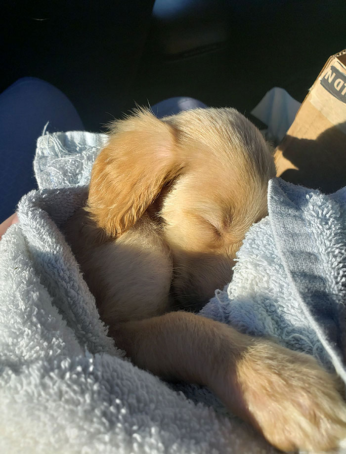 Puppy's First Car Ride To Home