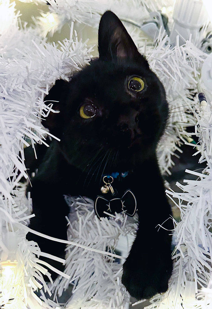 Our Rescue Kitten Panther Has Discovered His First Christmas Tree