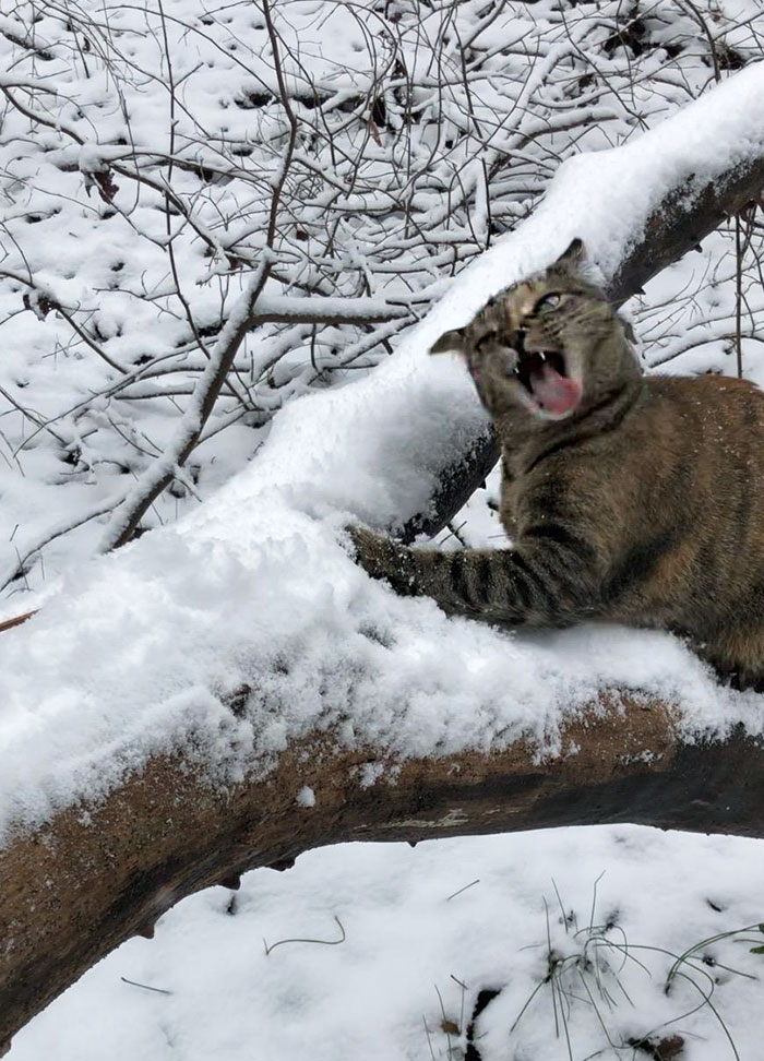 Our Cat's First Bite Of Snow And Subsequently First Brain Freeze