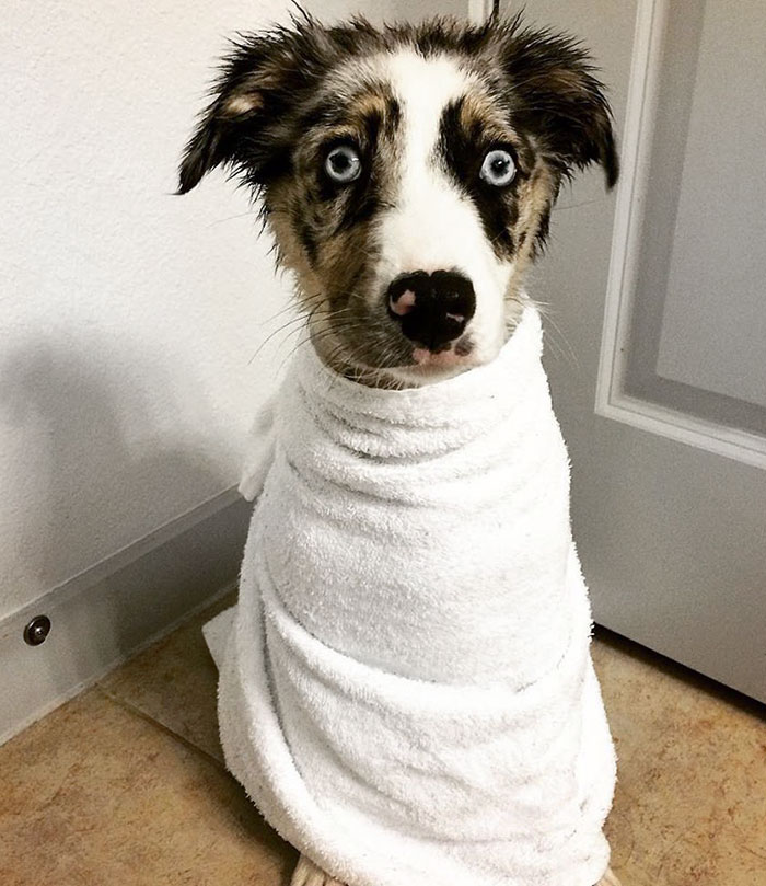 First Bath. After That, Sadie Was Never Quite The Same