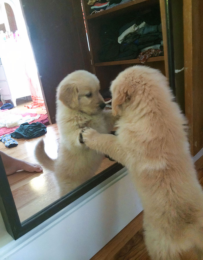 Today My 7-Week-Old Puppy Saw Himself For The First Time