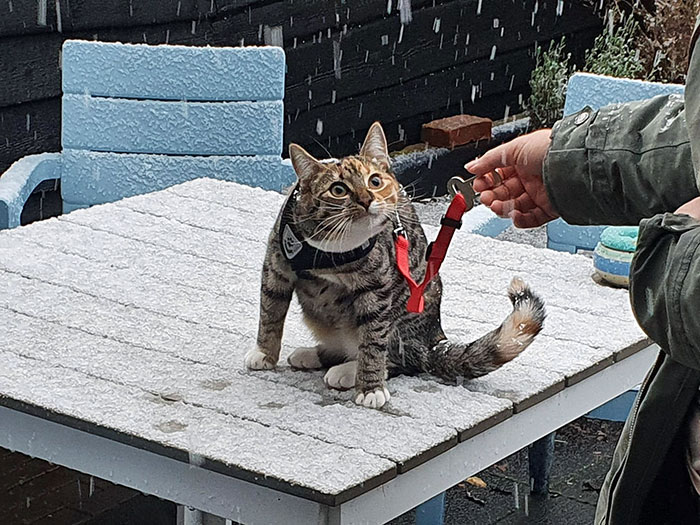 Cat Experienced Snow For The First Time