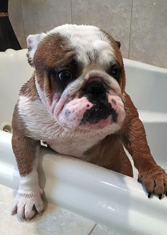 Hank Was Genuinely Scared For His Life After His First Bath