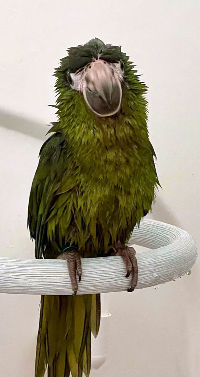 Petunia's First Shower