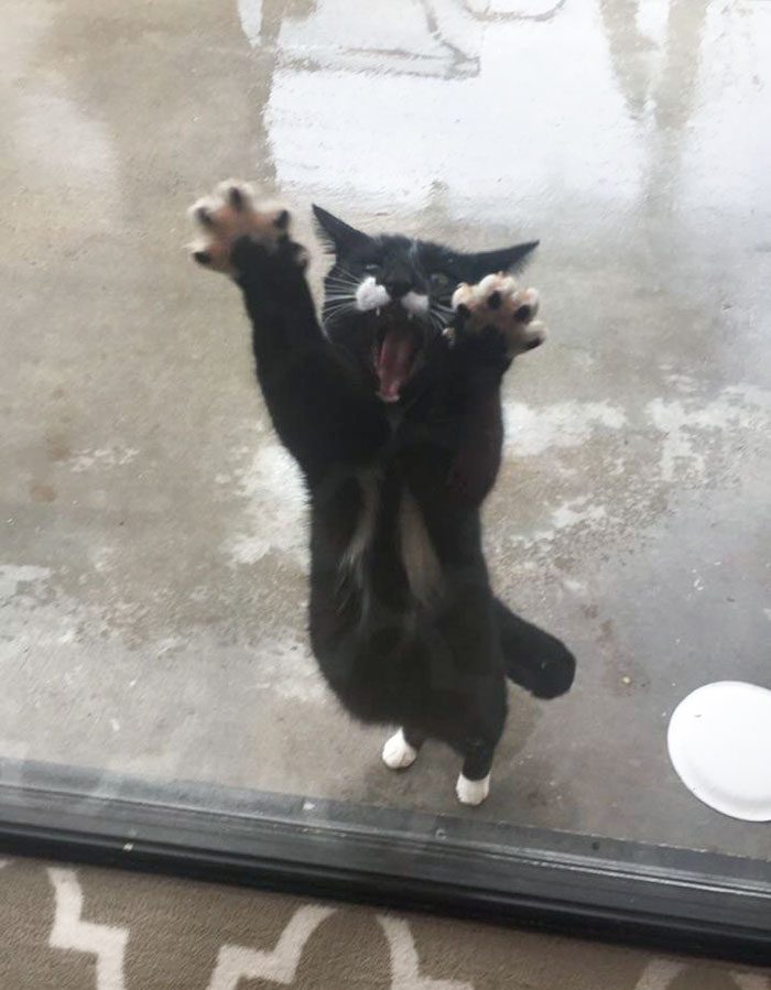 Apparently, My Cat Doesn't Like Rain