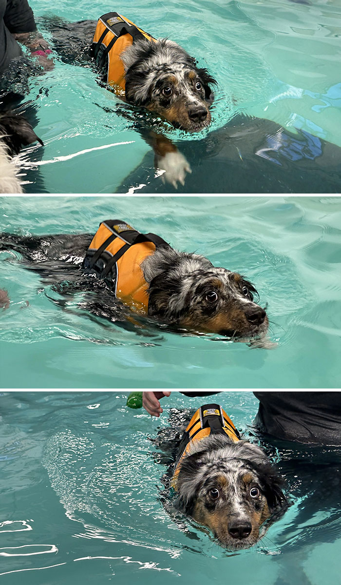 Kanga Had His First Swimming Lesson Today. He Definitely Wasn't Nervous