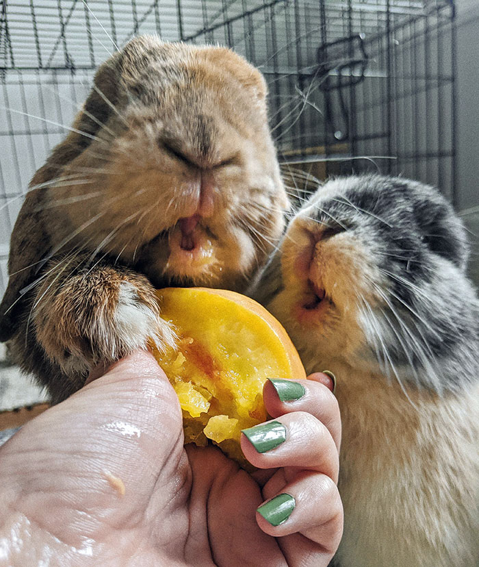 Their First Taste Of Peach. My Fingers Were Not Safe