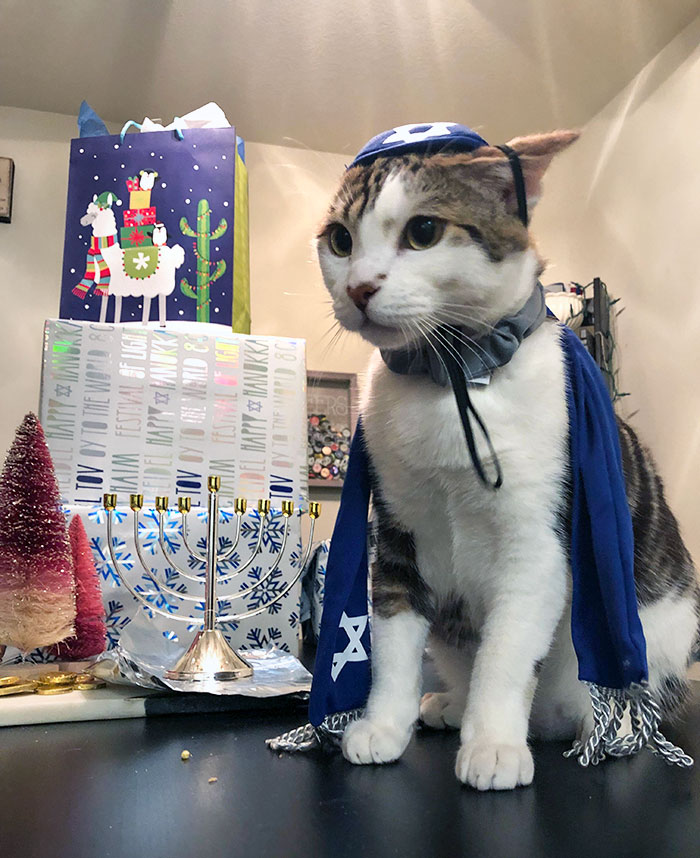 Waffle Celebrated His First Hannukah