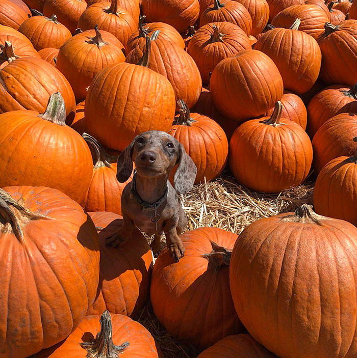 This Little Guy Had His First Pumpkin Patch Visit Ever