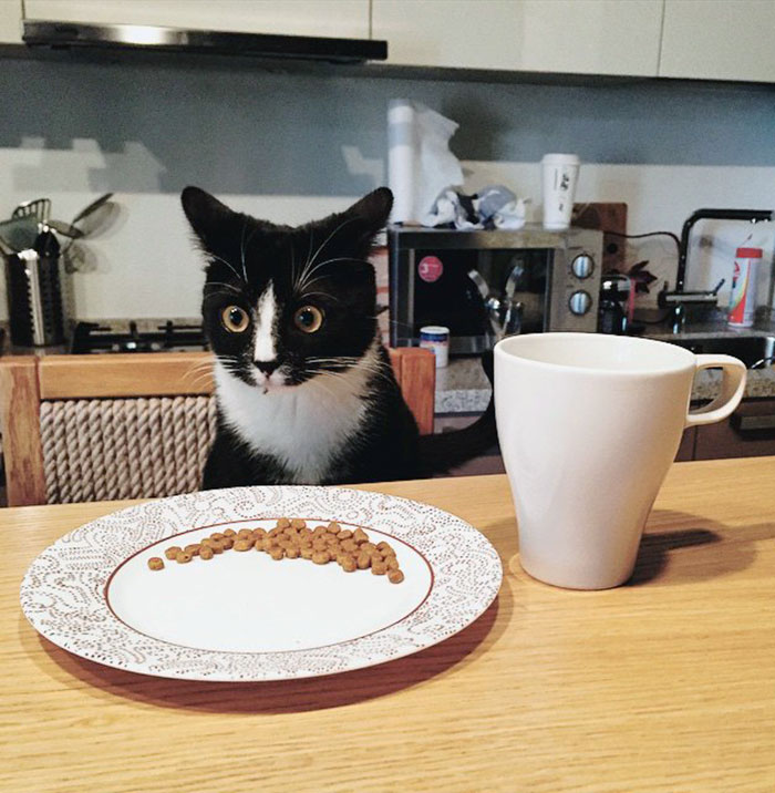 My Friend Had To Take Care Of This Cat While The Owner Was Out Of Town. This Is How He Looked At His First Breakfast