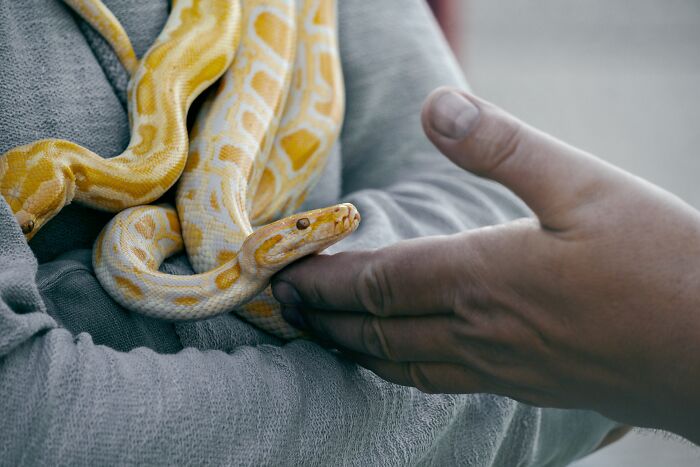 Person petting a white and yellow snake 