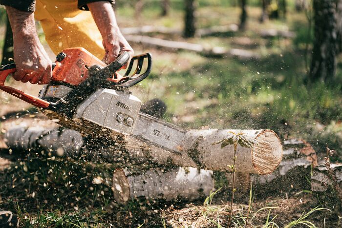 Person cutting tree logs