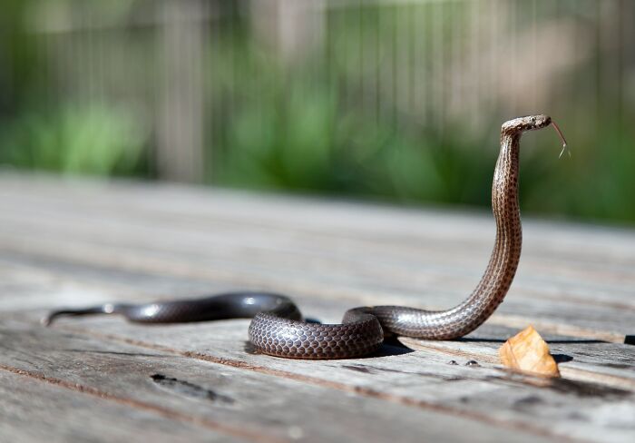 35 Awesome Snake Facts To Shed Some Light On These Cool Reptiles
