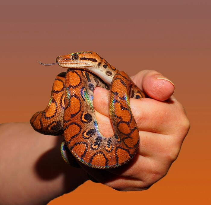 Orange snake in persons hand 