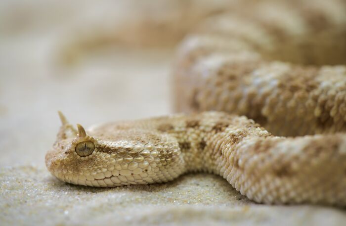 Grey snake on the sand 