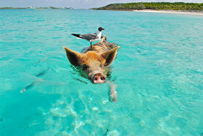 Bird On Pig's Back While Pig Is Swimming On Water 