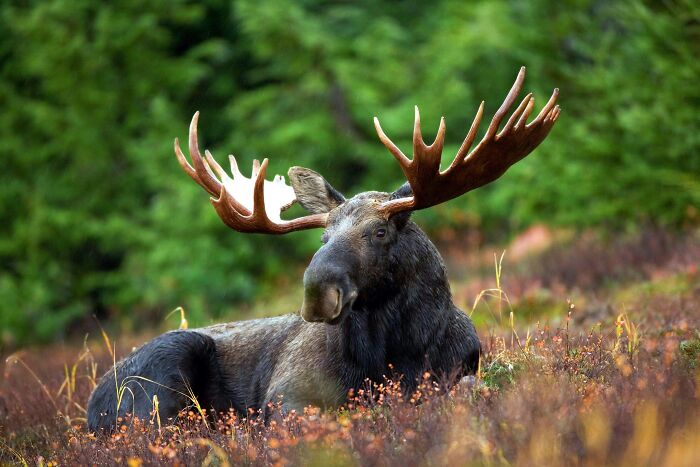 Lying Moose On Ground In The Middle Of The Forrest 