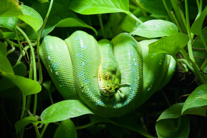 Green snake in green leaves 