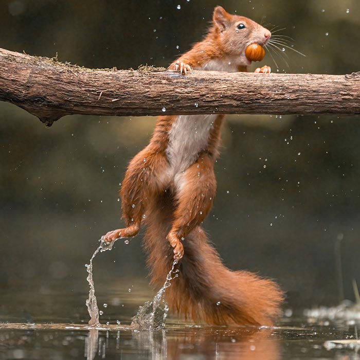 My 30 Photos That Showcase The Gymnastic Skills Of Red Squirrels