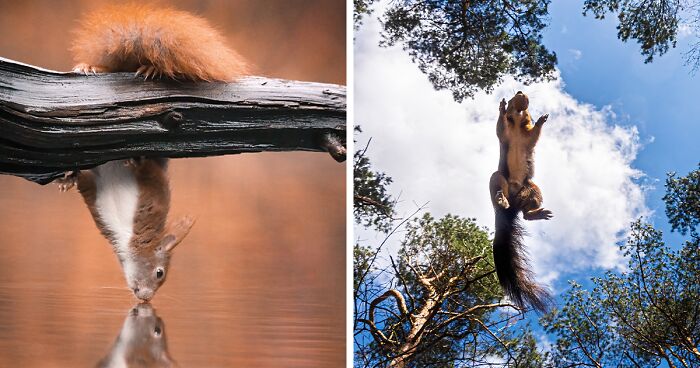 My 36 Photos That Showcase The Gymnastic Skills Of Red Squirrels