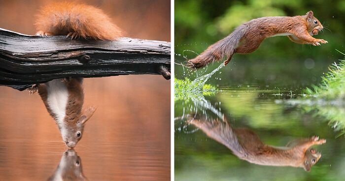 My 30 Photos That Showcase The Gymnastic Skills Of Red Squirrels
