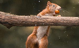 Discovering The Gymnastic Abilities Of Red Squirrels: 36 Pictures That I Took
