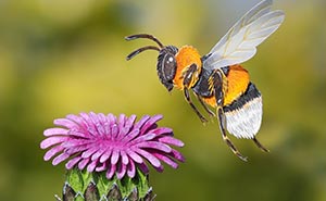 Project Pollinator: I Created A Series Of 100 Artworks To Raise Awareness About The Colorful World Of Pollinators (98 Pics)