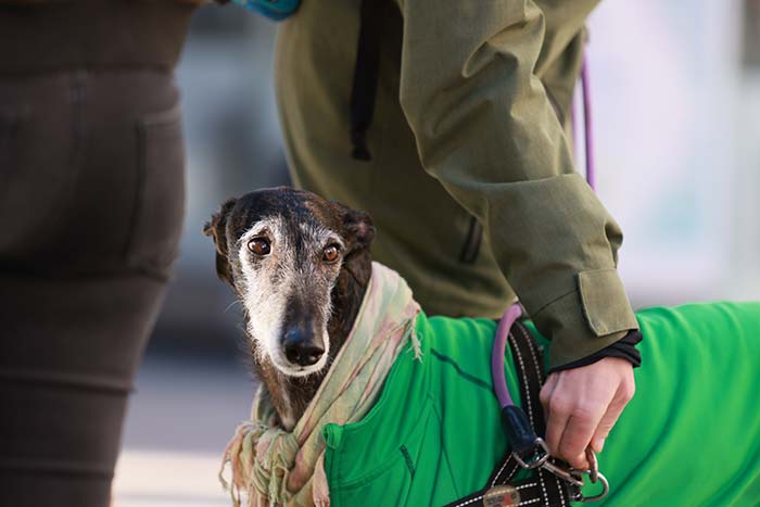 I Photographed Thousands Of People Protesting Against Animal Rights Bill In Spain To Spread Awareness