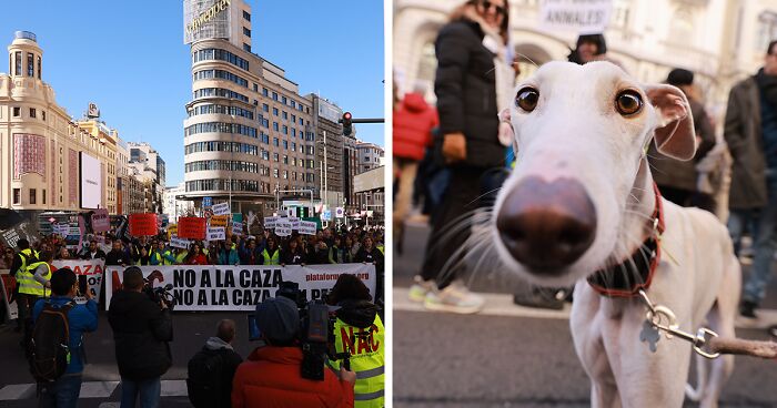 I Photographed Thousands Of People Protesting Against Animal Rights Bill In  Spain To Spread Awareness | Bored Panda