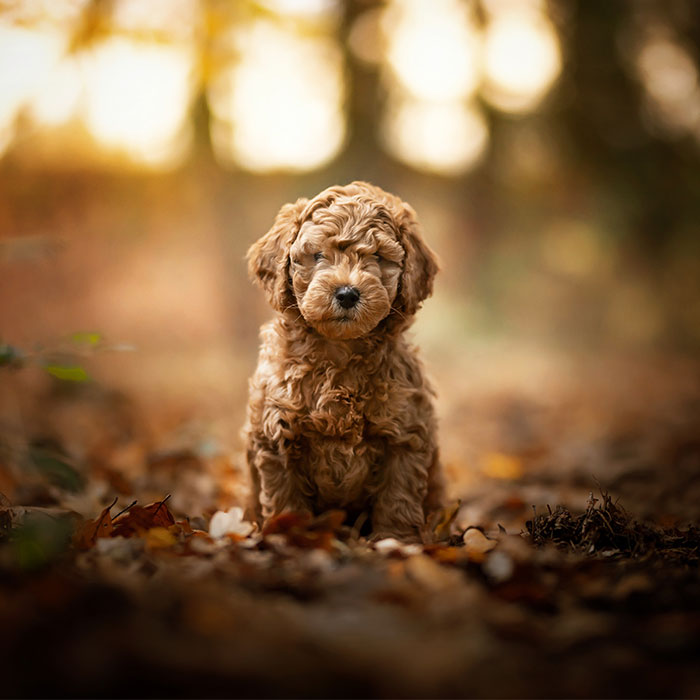 I Am A Dog Photographer And I Love Taking Photos Of Cute Puppies Before They Grow Up (33 New Pics)