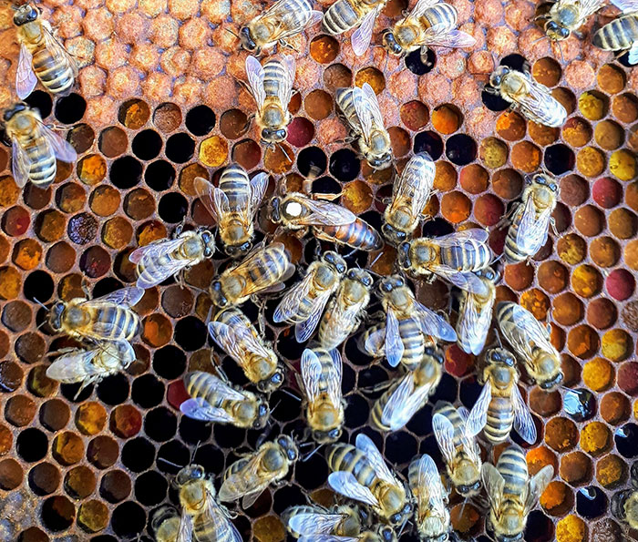 Bees making house