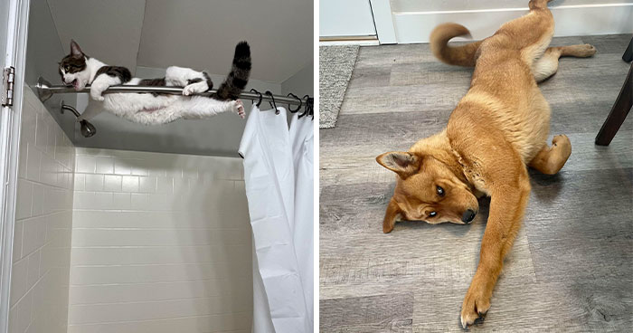 50 Heartwarming Pics Of Pets That Found Their New Home (February Edition)