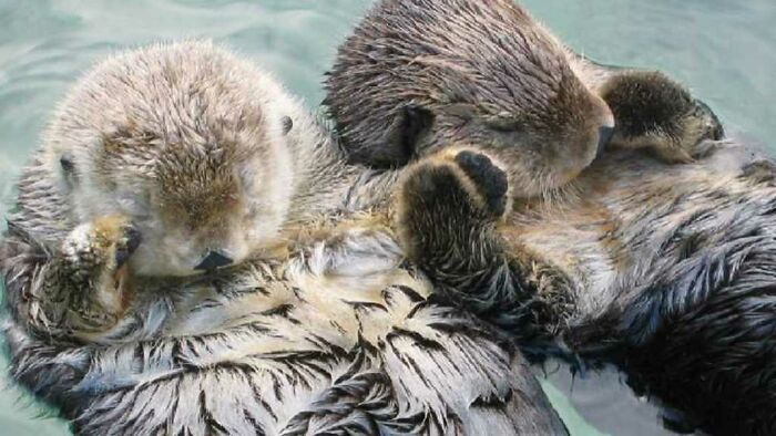 Sea Otters, So Cuuuuute, So Fluffy I Could Dieeee!!!!!!!!🥰