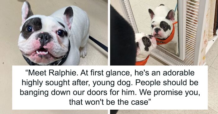 Animal Shelter Doesn’t Have “Too Many Nice Things To Say” About This French Bulldog So They Write An Epic Post Highlighting His Shortcomings