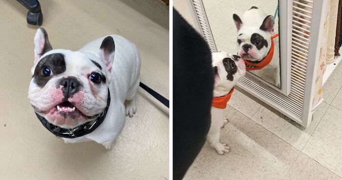 Animal Shelter Can’t Say Much Good About This French Bulldog So They Make Up A Great Post Exposing His Shortcomings In Detail