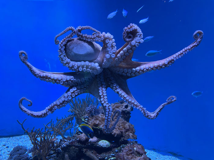Photo of an octopus underwater
