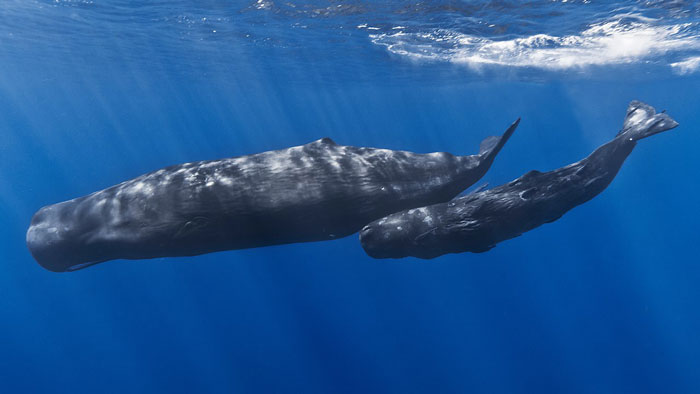 Photo of two whales swimming under the water