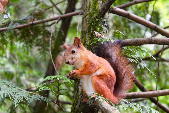 Squirrel sitting on branch