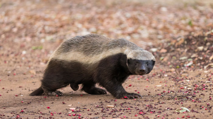 Photo of honey badger walking on the road