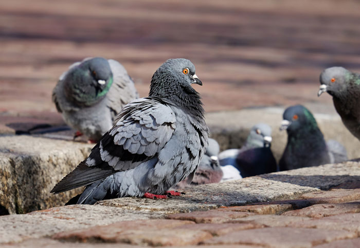 Photo of pigeons