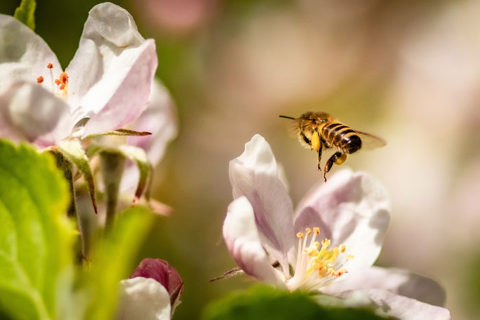  Bee flying near blossom flowers