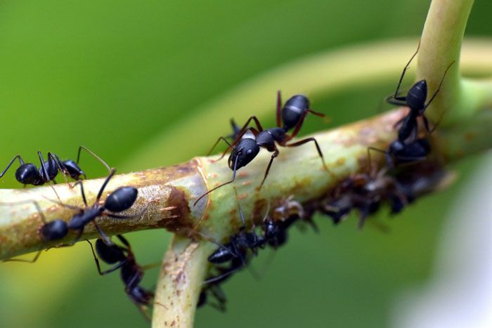 Ants walking on stem