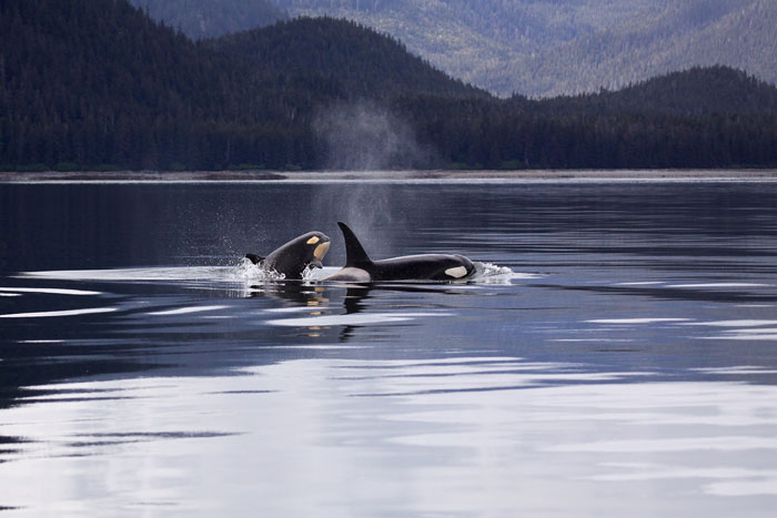 Two orca's luring on lake